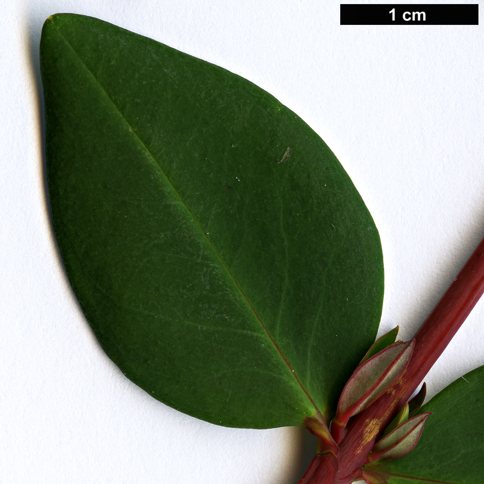 High resolution image: Family: Hypericaceae - Genus: Hypericum - Taxon: henryi - SpeciesSub: subsp. henryi